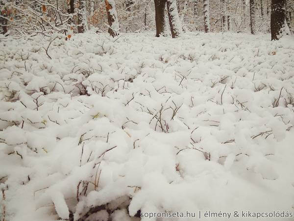Soproni kirándulás télen, Károly-magaslat havasan